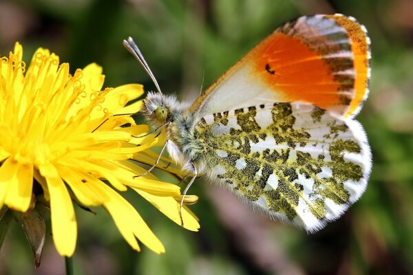 Motyl na kwiatku w formacie makro