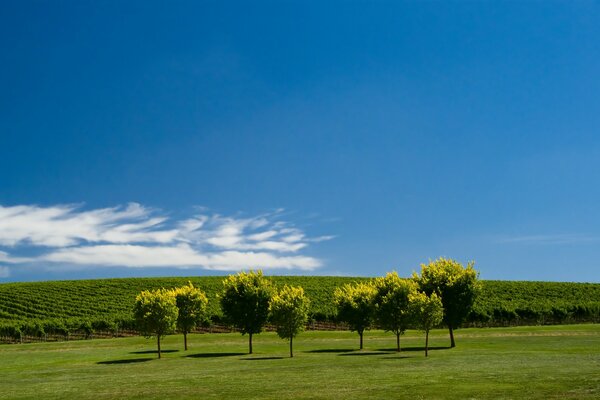 Prato estivo con alberi sullo sfondo del cielo