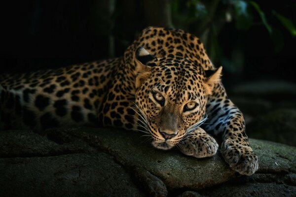 Schöner Leopard ruht auf Steinen