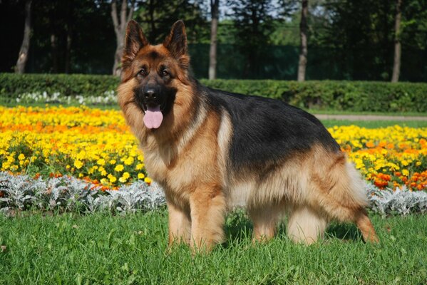 Schäferhund auf einem Blumenbeet Hintergrund