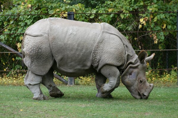 A rhinoceros feeding on green grass