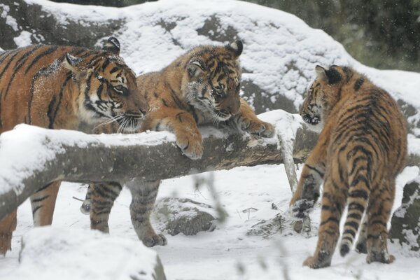 Amur-Tiger im Winterwald