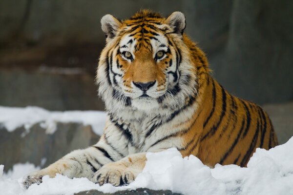 Tigre de Amur tendido en la nieve