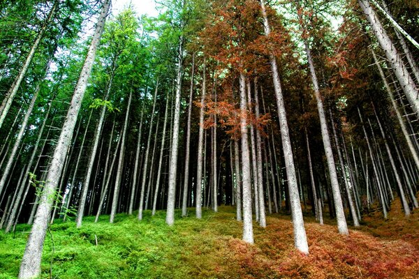 Arbres multicolores, buissons et herbe dans la forêt