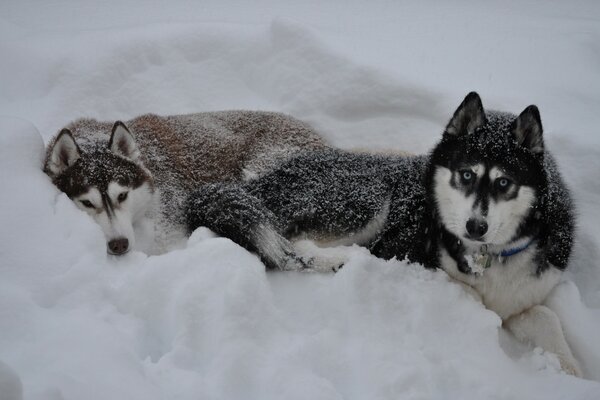 Dwa Husky zimą w śniegu