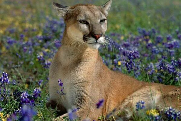 Chat sauvage en fleurs dans la Prairie