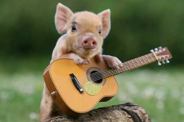 A piglet with a guitar on a stump on the background of a meadow