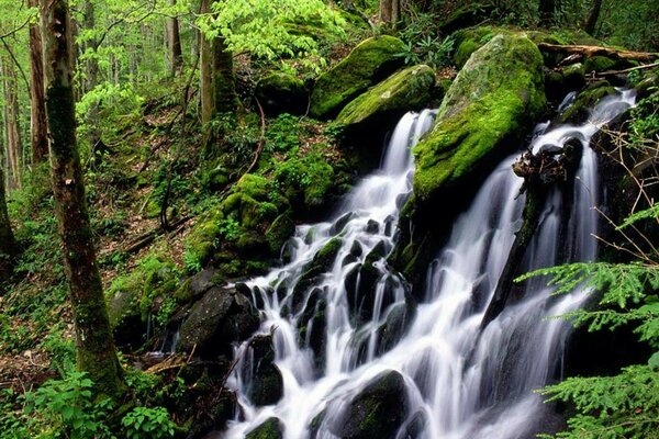 Чудо природы водопад в лесу