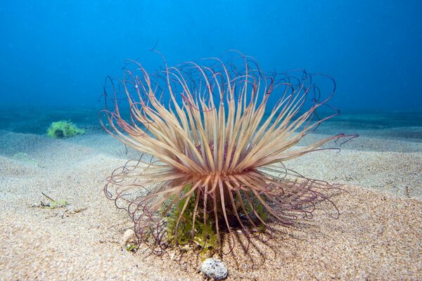 A plant in the sand at a depth of