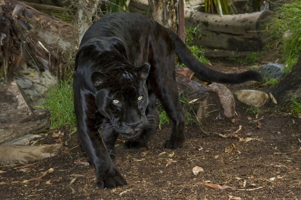 Black Panther se prépare pour le saut