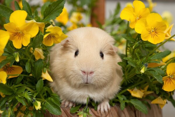 Guinea pig in yellow flowers