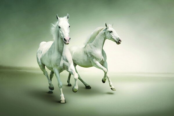 A pair of white horses on the run