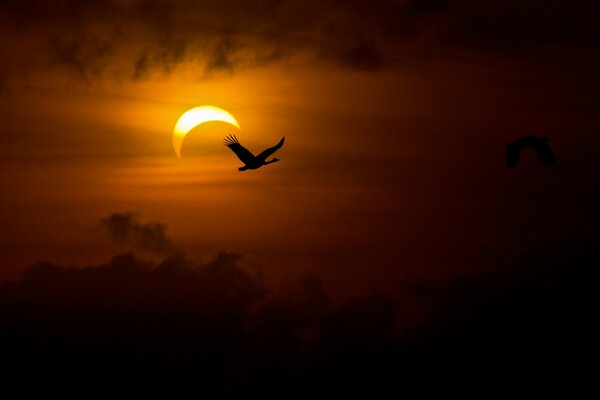 Cisnes voladores en el contexto de un Eclipse solar