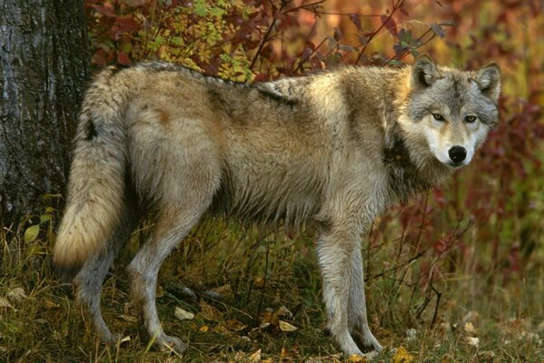 Loup gris en automne dans la forêt