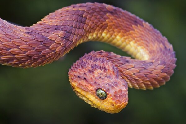 Macro photo of a red-orange snake with green eyes