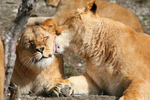 Lion s weasel. A pair of lions bask in the sun