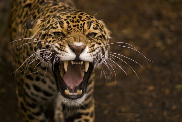 Chat sauvage dans un sourire maléfique