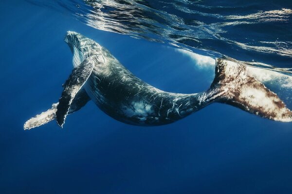 Ein anmutiger Delphin, der unter Wasser schwimmt