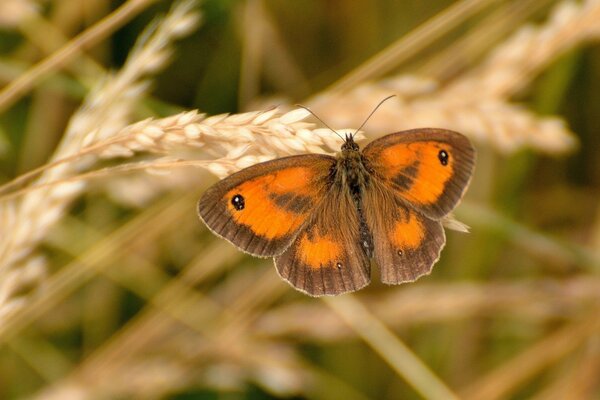 Beau papillon assis sur un épillet mature