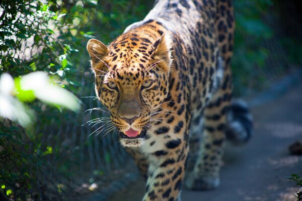 La mirada depredadora de un leopardo que camina