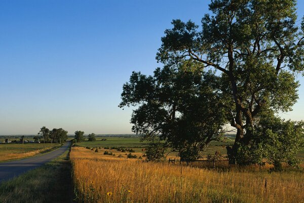 Asphaltstraße entlang der Felder. ein Baum neben der Straße. Landschaft