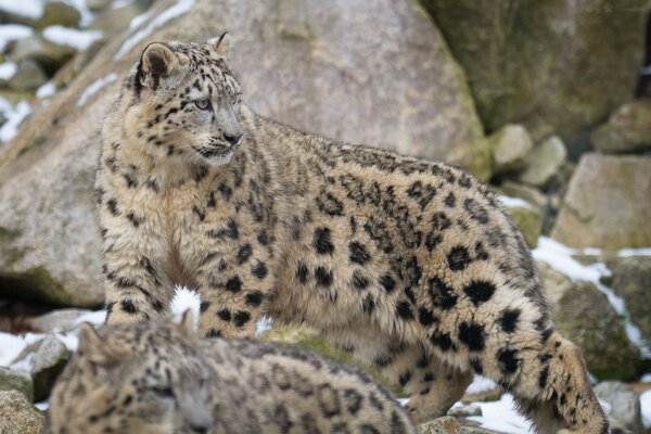 The leopard guards his flock