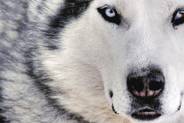 Fondos de pantalla de Husky