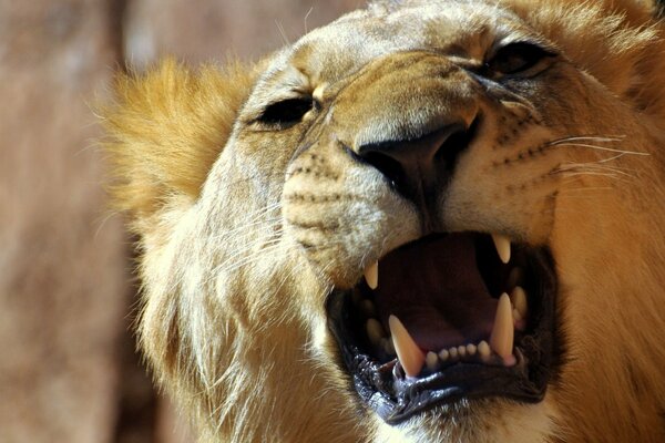 Lion agressif en colère avec la bouche ouverte