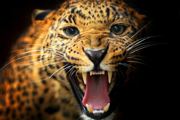 The leopard s open mouth