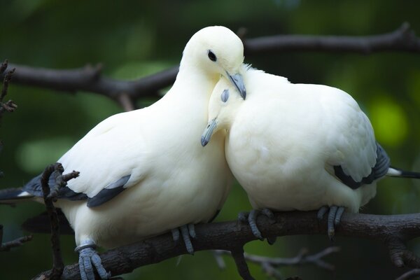 El abrazo de dos pájaros blancos