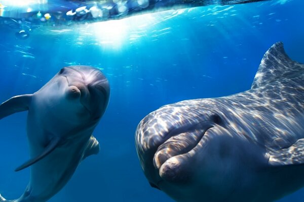 Dauphins s amuser dans la mer bleue