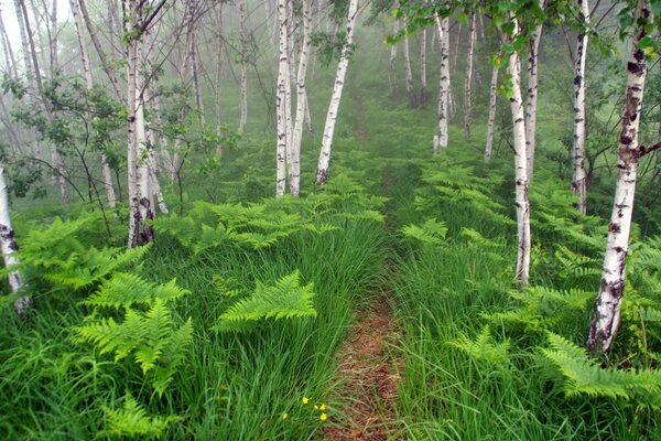 A path among ferns in the forest