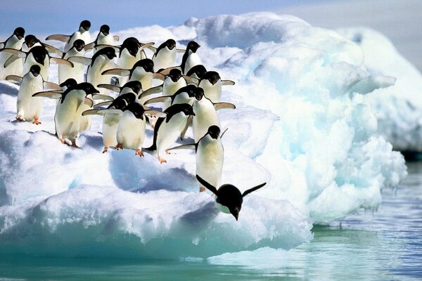 Pingüinos en la nieve saltando al agua