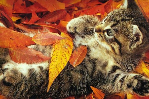 A little kitten in yellow leaves