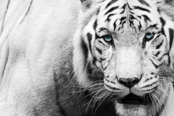 Tigre blanco y negro dientes de sable