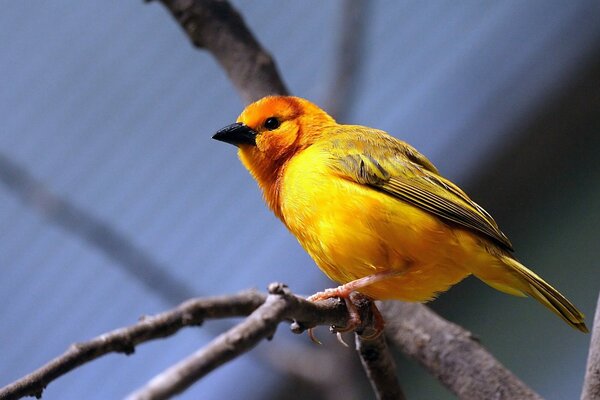 Oiseau jaune assis sur une branche