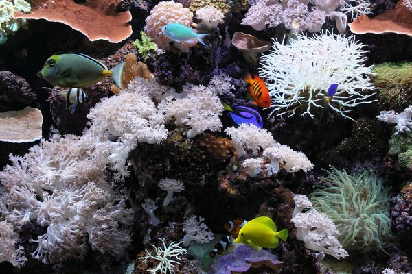 Peces en un acuario con corales blancos