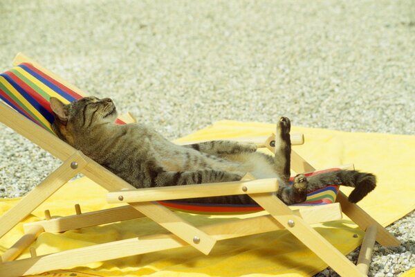 Eine Katze am Strand tankt sich in einer Liege