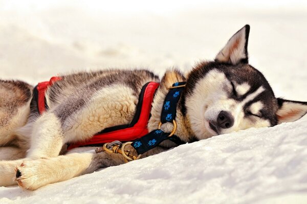 Husky con collar durmiendo en la nieve