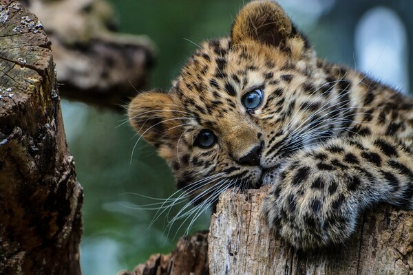 A little leopard with blue eyes