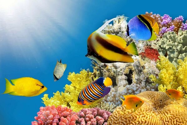 Bright underwater world in the sunlight