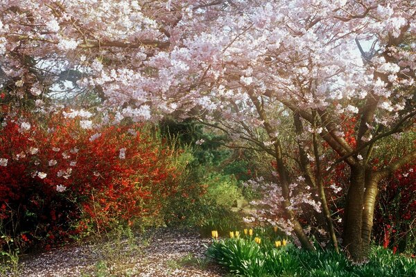 Colored trees and flowers in the grove