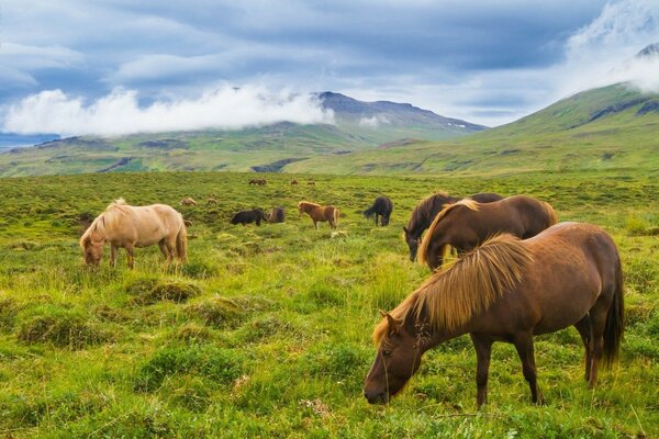 Les chevaux islandais se promènent dans les prairies