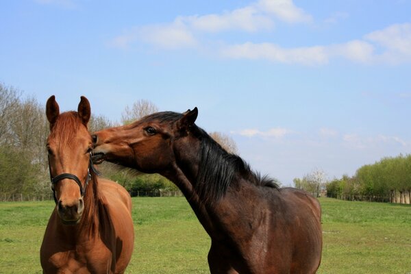 Baiser les chevaux sur la pelouse verte