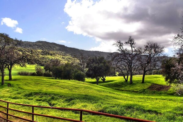 Trees and green grass behind the fence