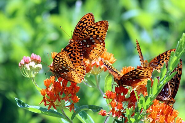 Papillons en format macro