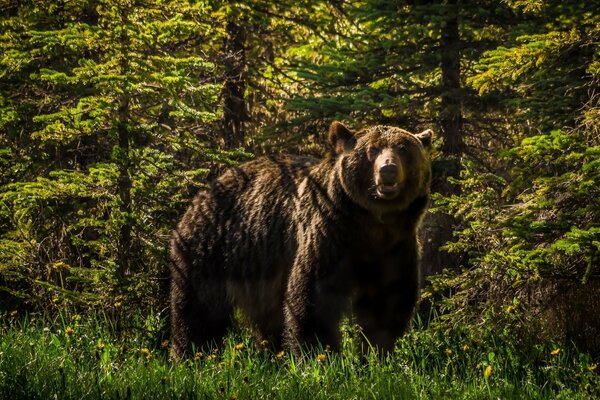 Niedźwiedzie grizzly w lesie