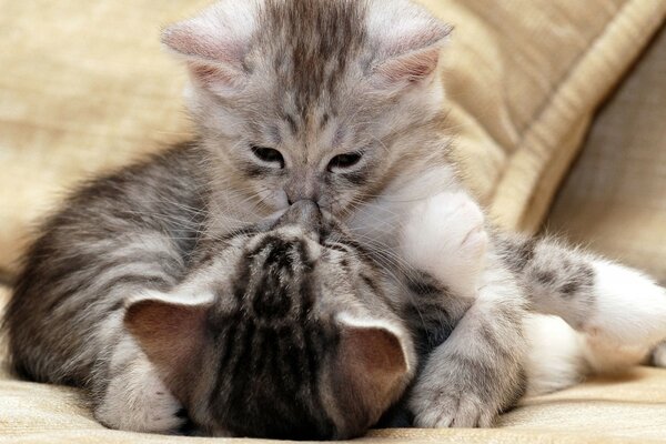 Pareja de gatitos enamorados besándose