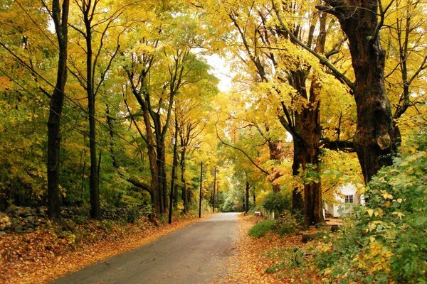 Stadtstraße im Herbstlaub