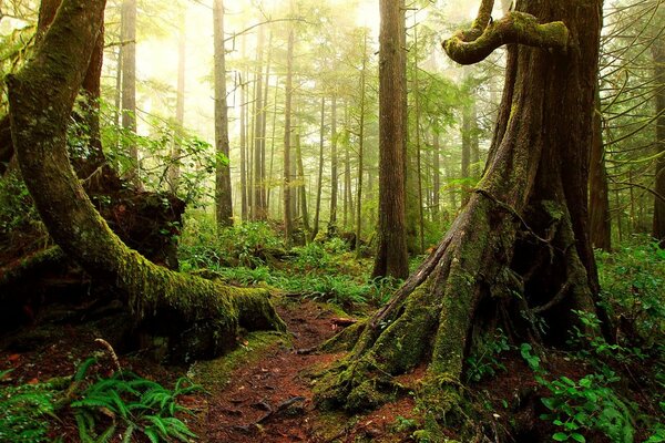 Large tree roots emerge from the ground in the forest